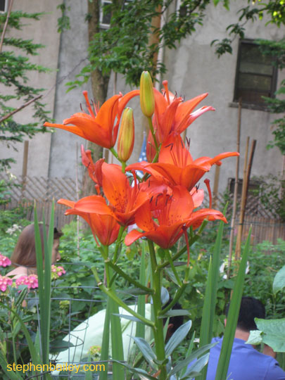 062108-mmny-garden-07.jpg 062108-mmny-garden-07.jpg