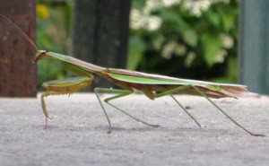 Do You Know Praying Mantis?